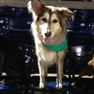 bark in the park